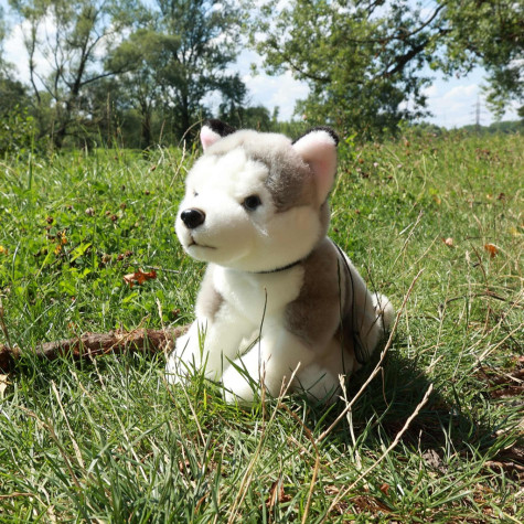 Rappa Plyšový pes husky sedící s vodítkem 28 cm ECO-FRIENDLY ~ 6