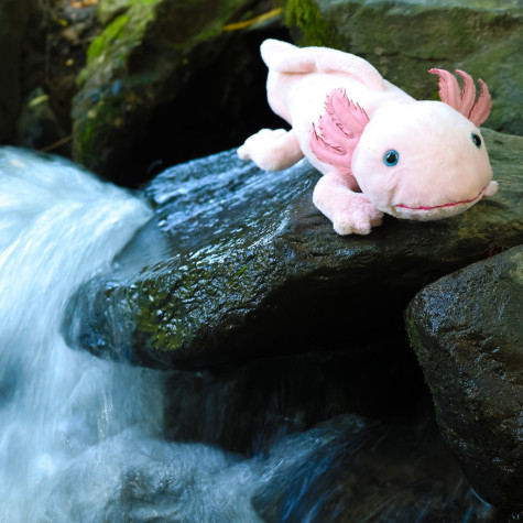 Rappa Plyšový axolotl 33 cm ECO-FRIENDLY ~ 4