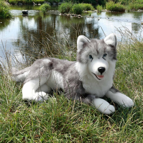 Rappa Plyšový pes husky ležící 60 cm ECO-FRIENDLY ~ 5