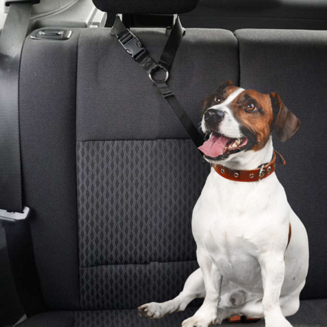 Bezpečnostní vodítko do auta na psa ~ 4