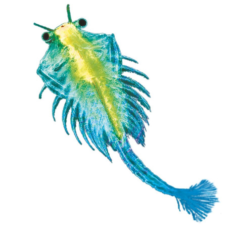 KOSMOS Vodní mazlíček žábronožka ~ 2