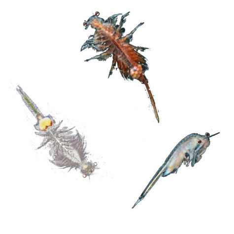 KOSMOS Vodní mazlíček žábronožka ~ 3