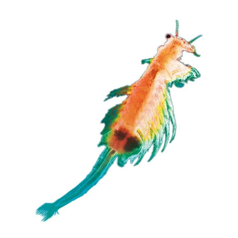 KOSMOS Vodní mazlíček žábronožka ~ 4