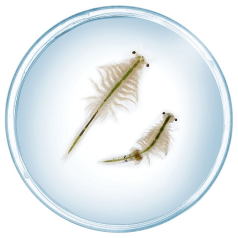 KOSMOS Vodní mazlíček žábronožka solná ~ 3