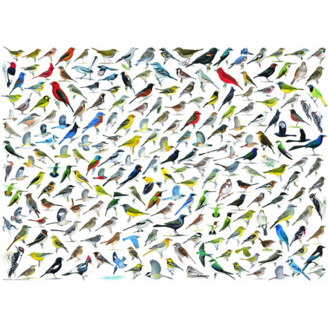 EUROGRAPHICS Puzzle Svět ptáků 1000 dílků