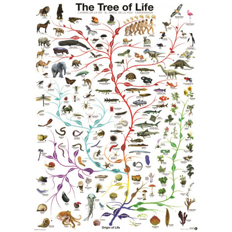 EUROGRAPHICS Puzzle Strom života 1000 dílků