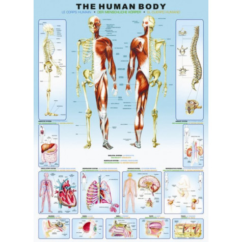 EUROGRAPHICS Puzzle Lidské tělo 1000 dílků