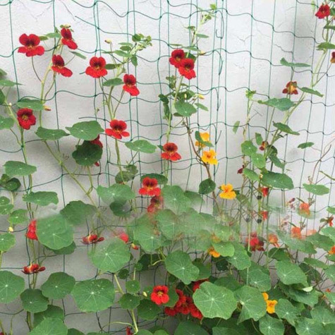 Podpůrná síť pro pěstování zeleniny a květin