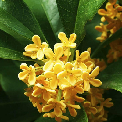 Náhradní náplň pro osvěžovač do auta - osmanthus